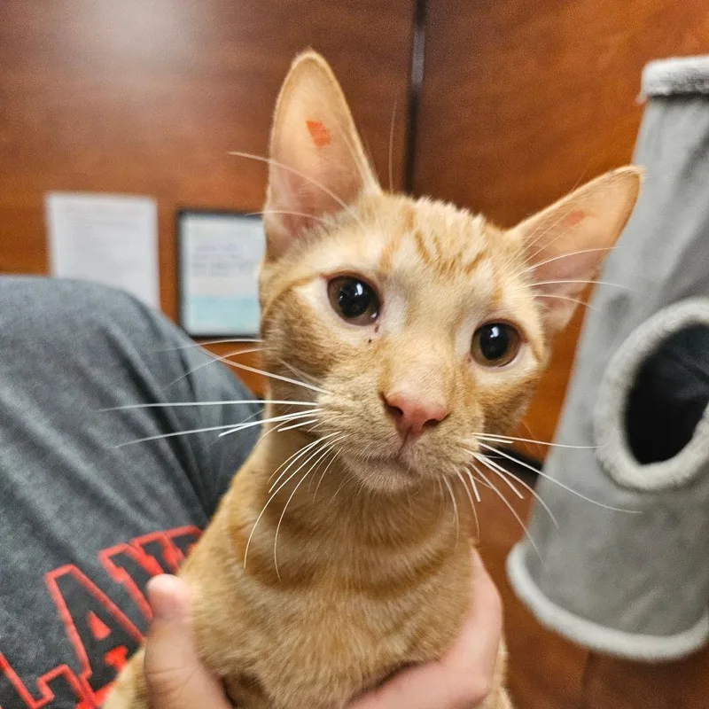 A baby small-sized male Orange / Red Domestic Short Hair cat named Borax for adoption in Frederick, MD