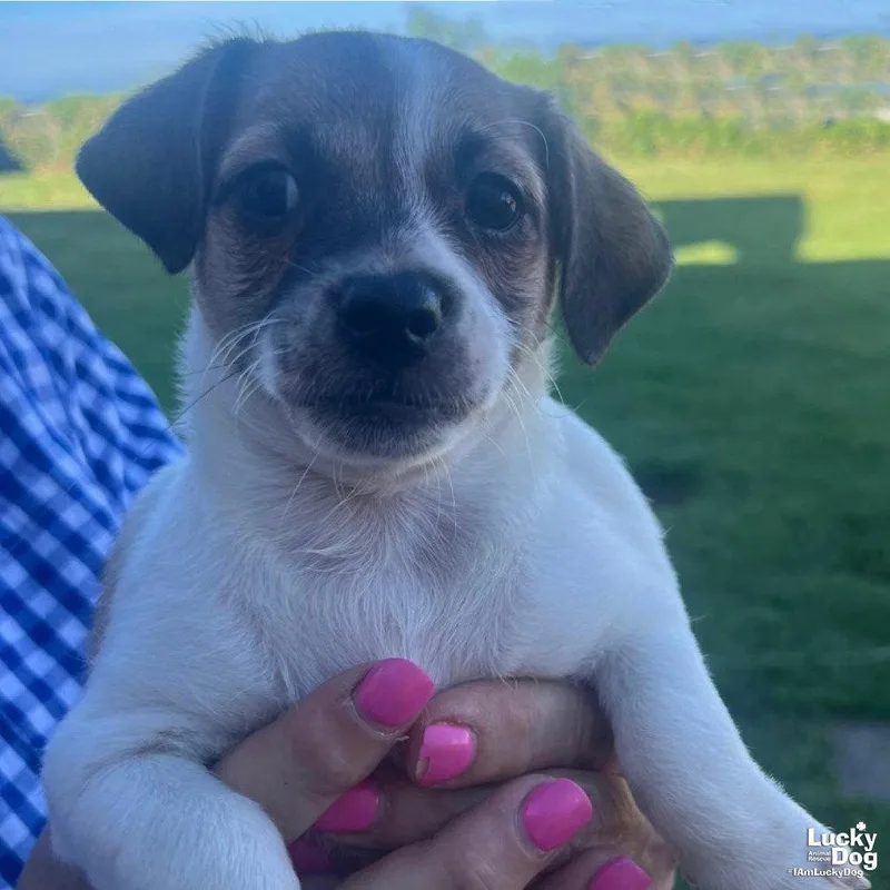 A baby small-sized female Terrier dog named Maddie for adoption in Washington, DC