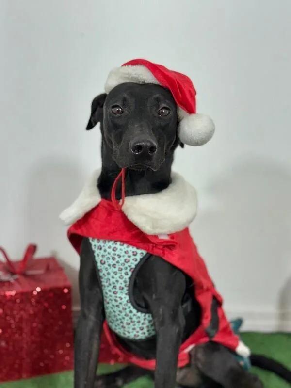 A young medium-sized female Brindle Black Labrador Retriever dog named Moxie for adoption in Carlsbad, CA