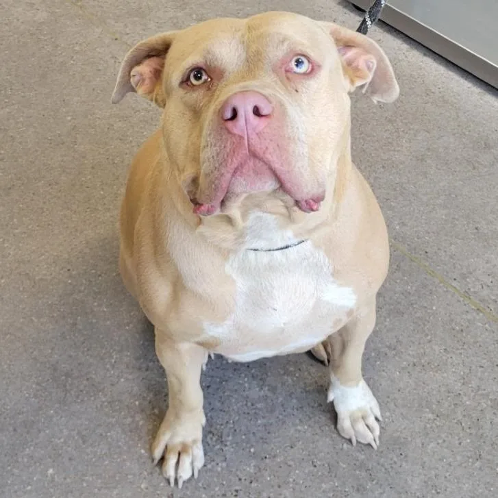 An adult large-sized female Yellow / Tan / Blond / Fawn Mixed Breed dog named Baby for adoption in Las Cruces, NM