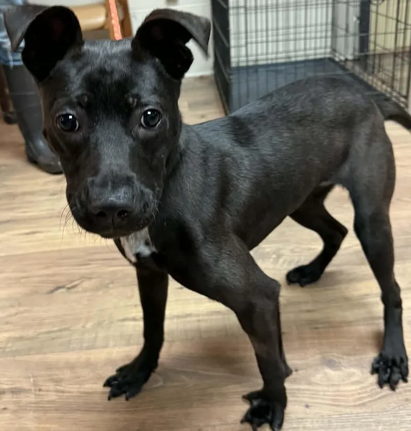 A young medium-sized female Black Pit Bull Terrier dog named Amara for adoption in Baxter, KY