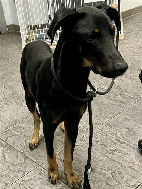 A young large-sized male Mixed Breed dog named Jerry for adoption in Los Angeles, CA