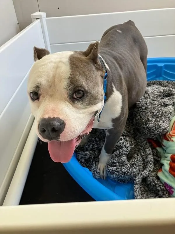 A baby large-sized male Tricolor (Brown, Black, & White) American Staffordshire Terrier dog named Harvey for adoption in Martinez, CA