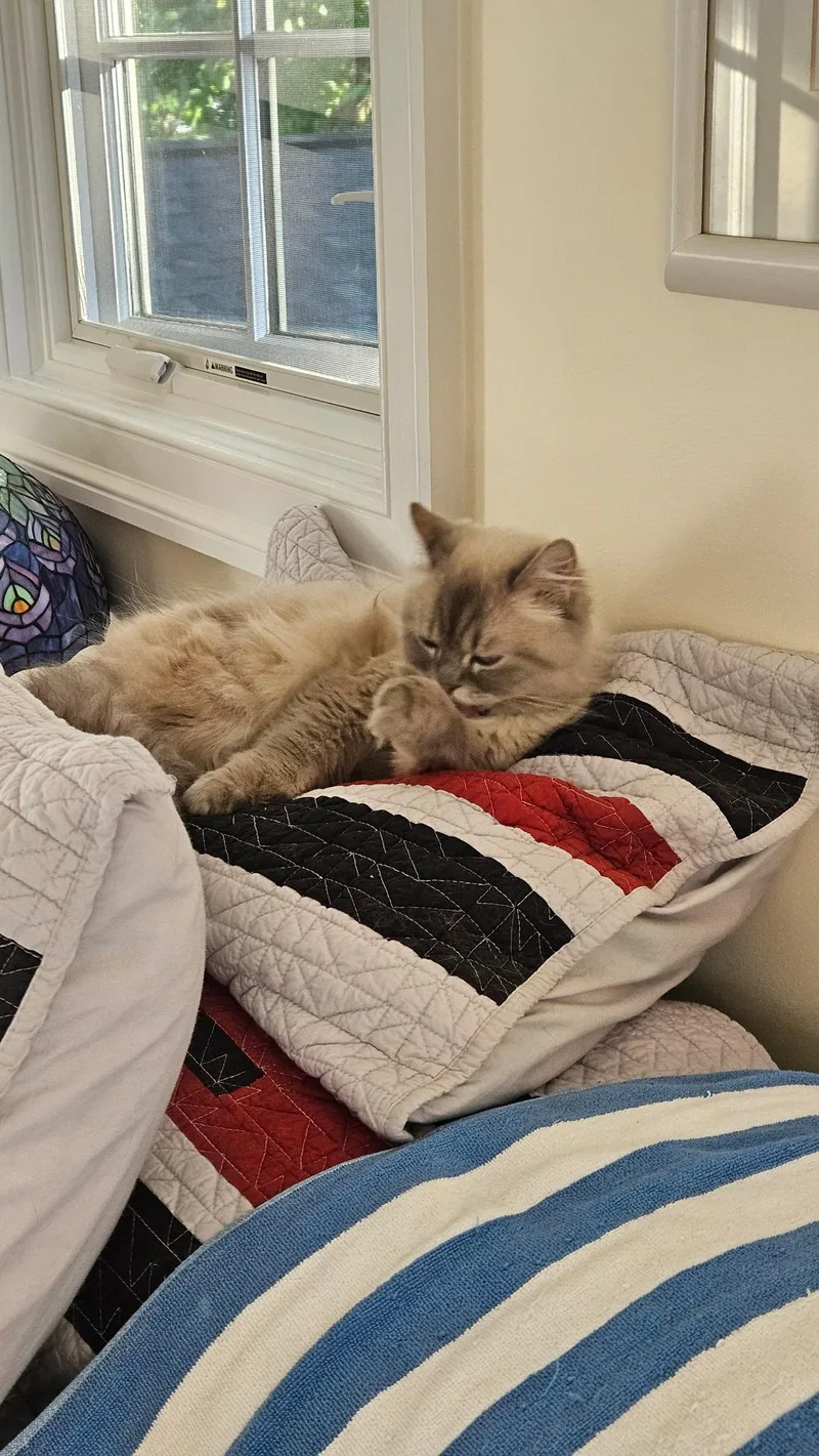 A young medium-sized female Himalayan cat named Toffee for adoption in Fairfax, VA
