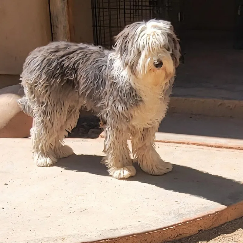 A baby large-sized female Old English Sheepdog dog named Mila for adoption in Tucson, AZ