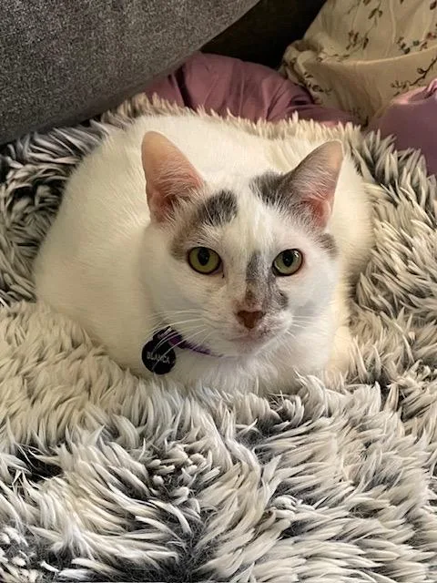 An adult medium-sized female Buff & White American Shorthair cat named Bianca for adoption in West Nyack, NY