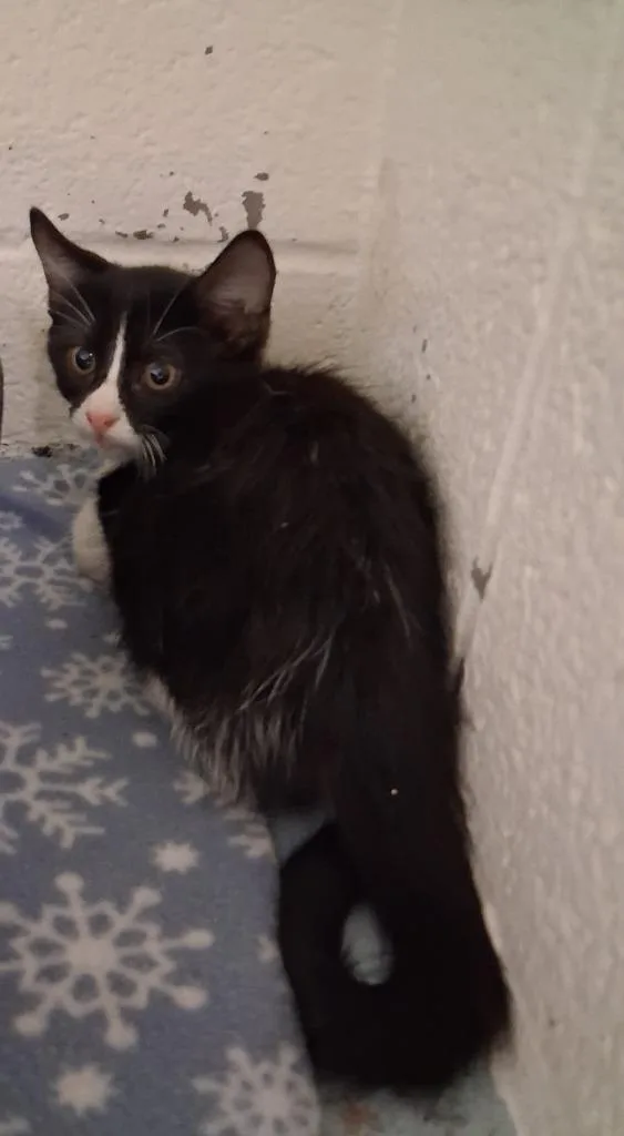 A baby small-sized female Domestic Short Hair cat named Robbie for adoption in Ada, OK