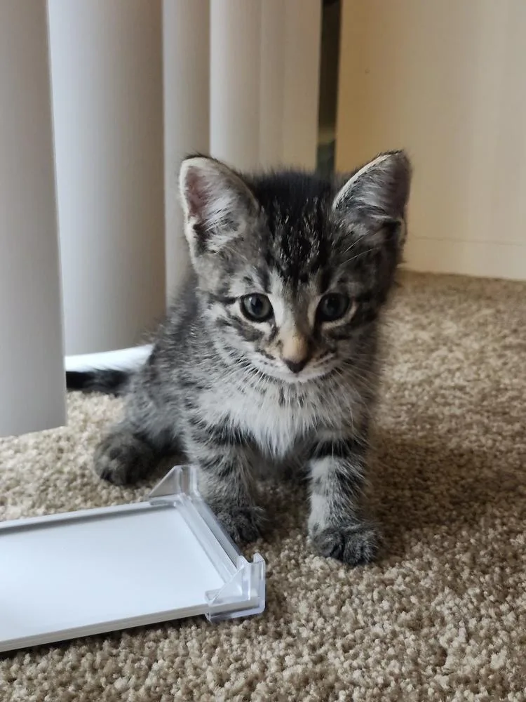 A baby medium-sized female Domestic Short Hair cat named Tinkerbell for adoption in Lansing, MI