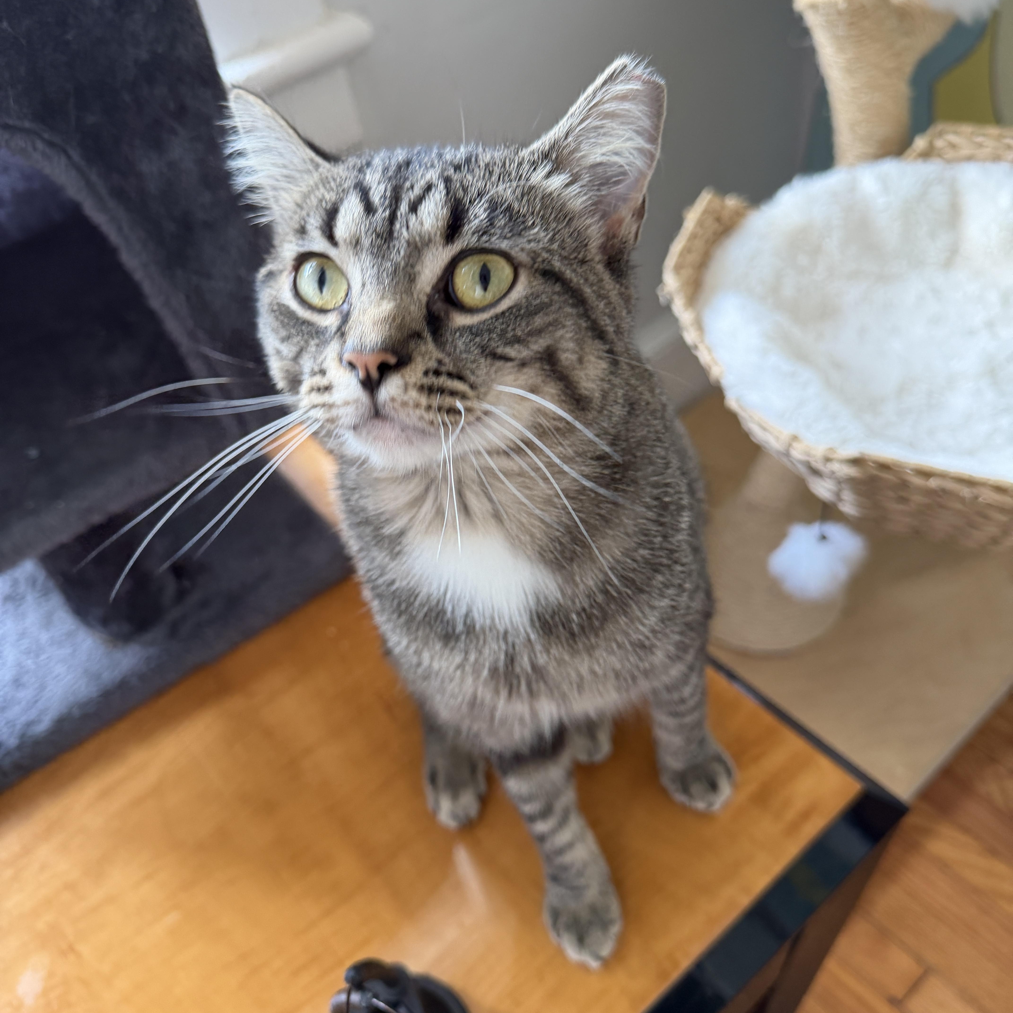 A young medium-sized male Domestic Short Hair cat named Luca for adoption in Roanoke, VA
