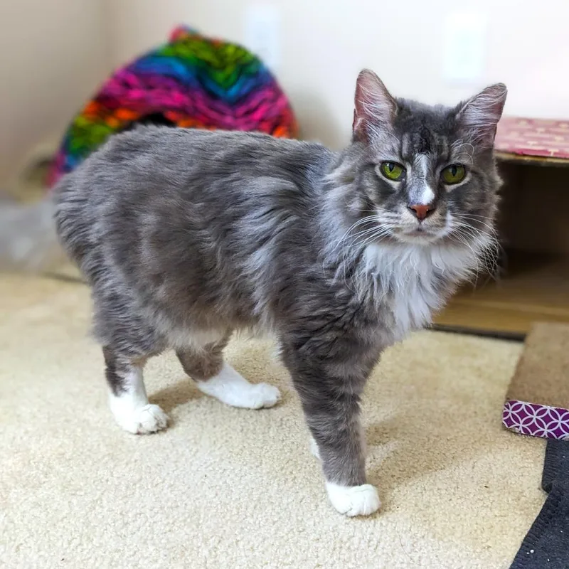 Sunflower thumbnail 3