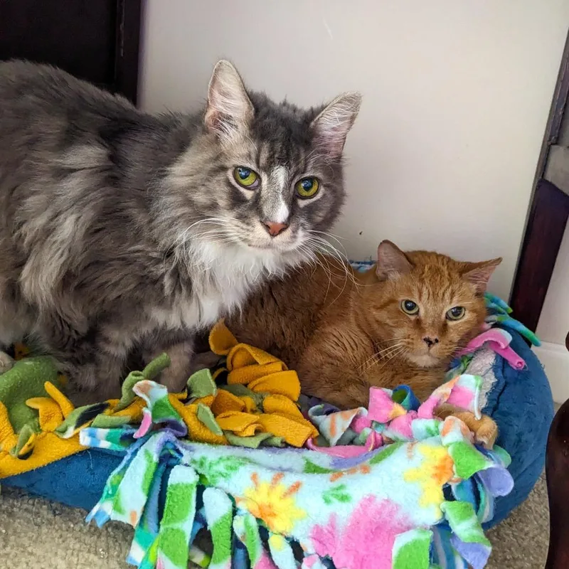 Sunflower thumbnail 4