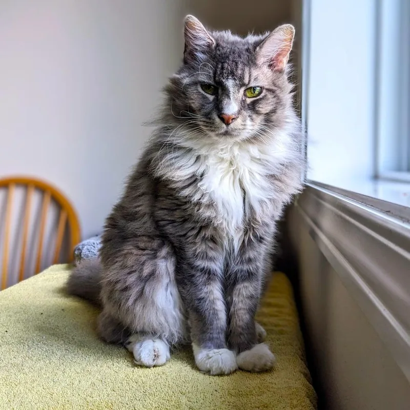 Sunflower thumbnail 6