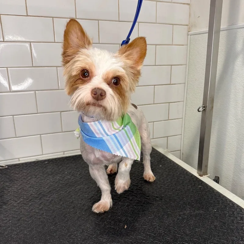 An adult small-sized male Yorkshire Terrier dog named Noah for adoption in Wayne, NJ