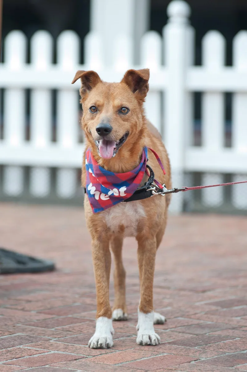 A senior medium-sized male Australian Cattle Dog / Blue Heeler dog named Walter for adoption in San Jose, CA