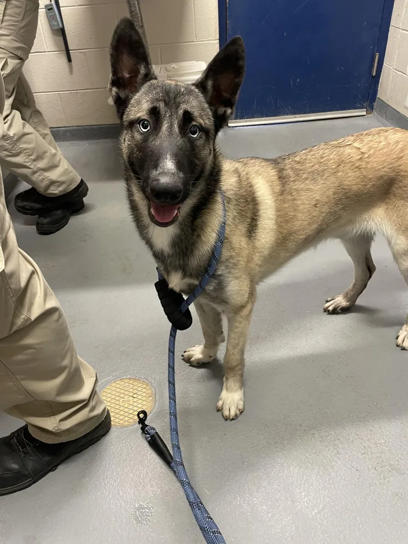 A young medium-sized male Yellow / Tan / Blond / Fawn Husky dog named Rigby for adoption in Ashland, VA
