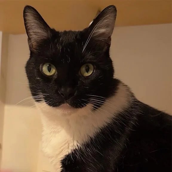 A senior large-sized male Domestic Short Hair cat named Romeo for adoption in Cumming, GA