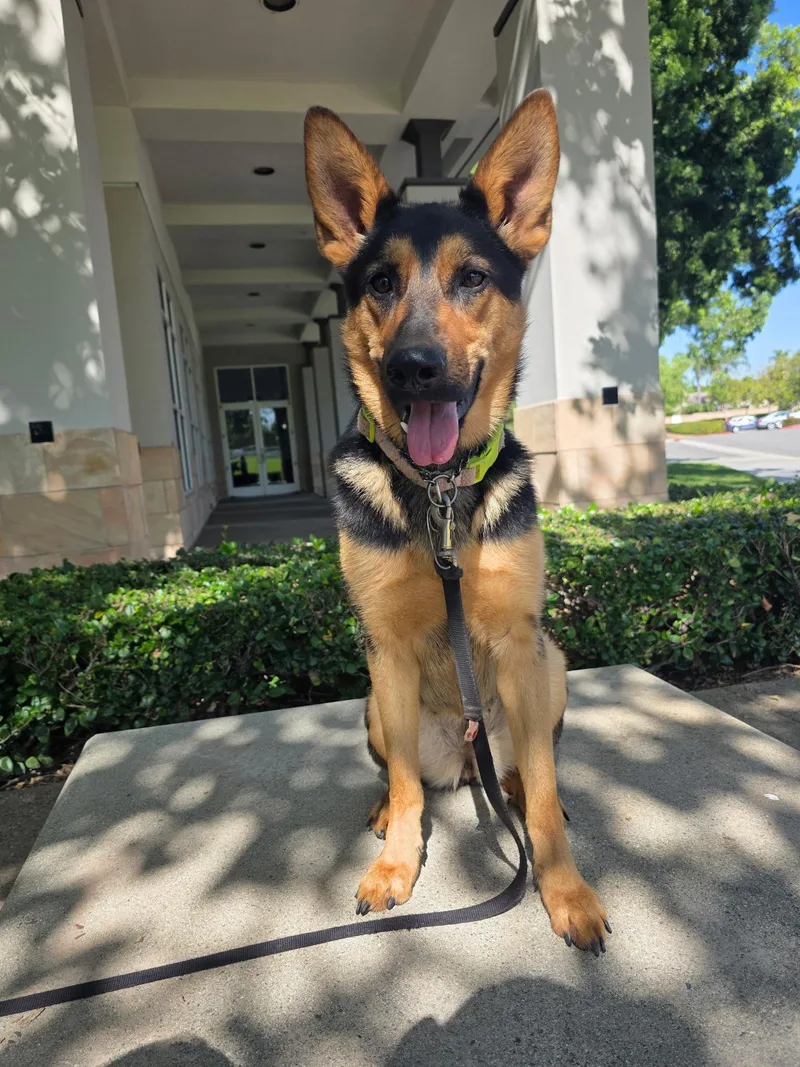 A young medium-sized female Brown / Chocolate Shepherd dog named Olive for adoption in Sherman Oaks, CA