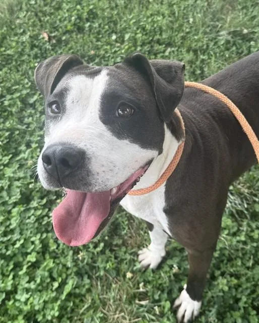 A young medium-sized female Terrier dog named Prudence for adoption in Olivette, MO