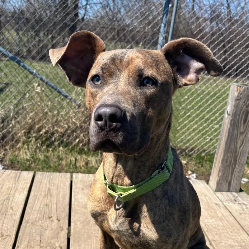 A young medium-sized male Gray / Blue / Silver Terrier dog named Tompkins for adoption in Brookfield, WI