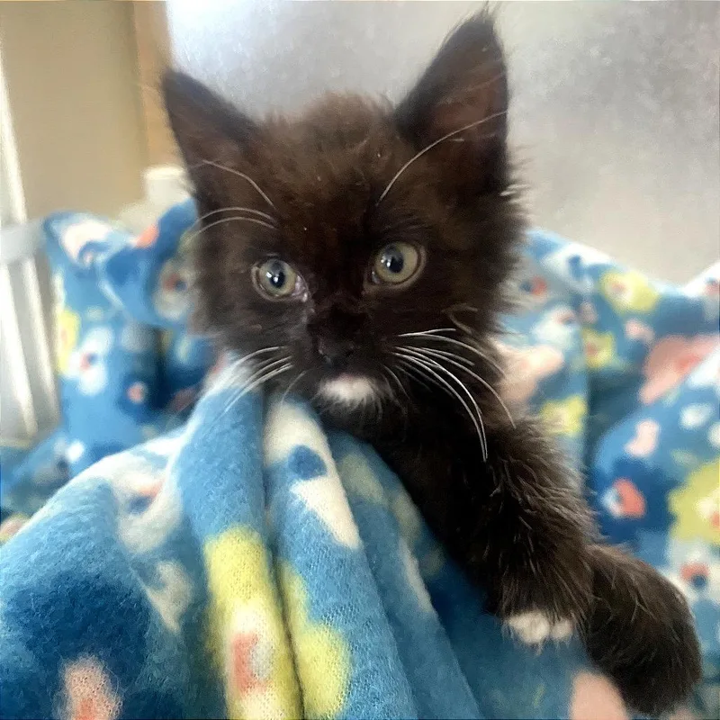 A young medium-sized female Black & White / Tuxedo Domestic Medium Hair cat named Chicken for adoption in Blackfoot, ID