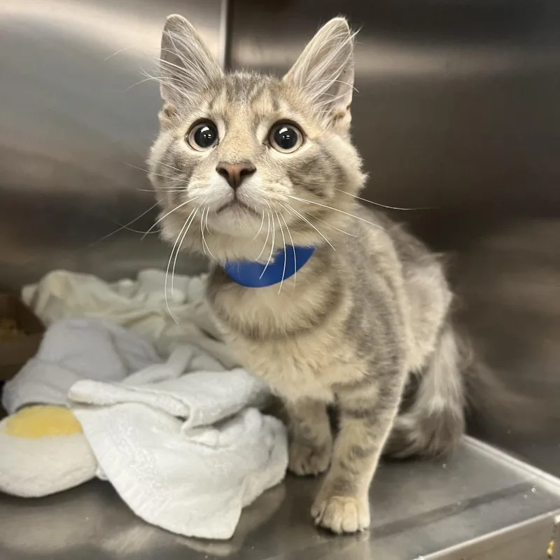 A baby small-sized male Gray / Blue / Silver Domestic Medium Hair cat named Yolo for adoption in Chattanooga, TN