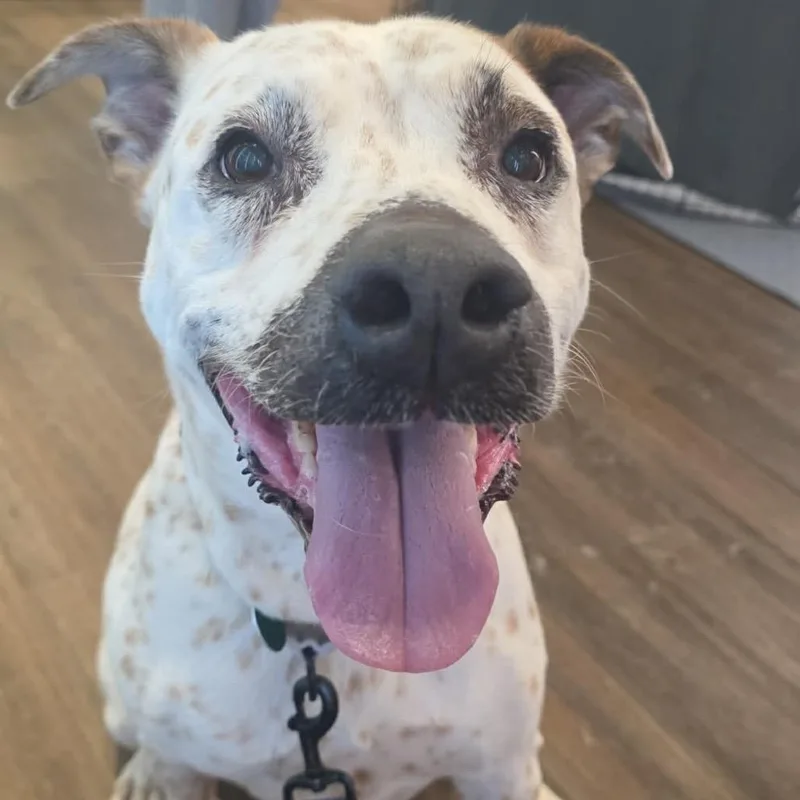 An adult large-sized female White / Cream Mixed Breed dog named Nadia for adoption in Buffalo, MN