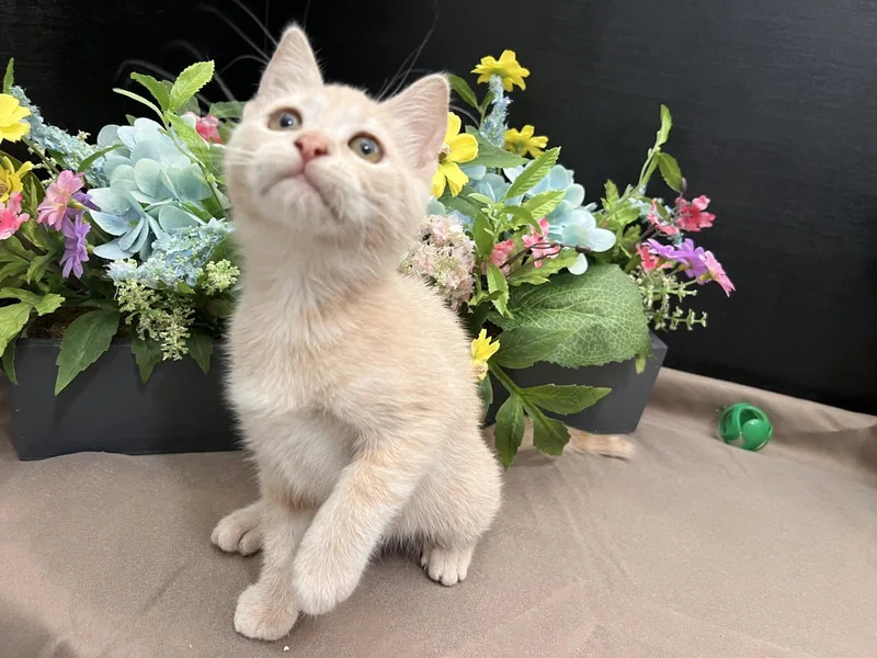 A baby small-sized male Tabby (Orange / Red) Tabby cat named Cattin for adoption in Fayetteville, GA