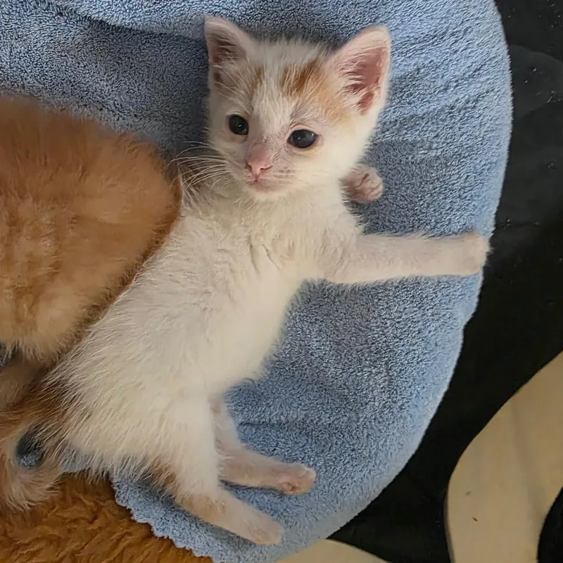 Loki
