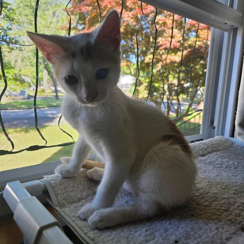 Loki thumbnail 4