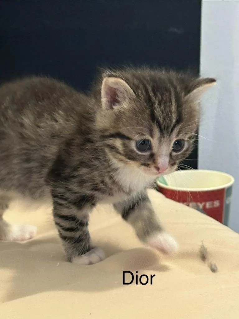 A baby medium-sized female Domestic Short Hair cat named Dior for adoption in Hamilton, OH