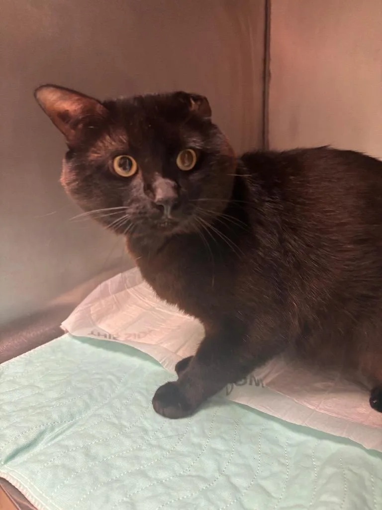 A young medium-sized male Domestic Short Hair cat named Midnight for adoption in Morgantown, KY