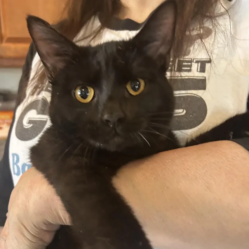 Lennon Fha thumbnail 2