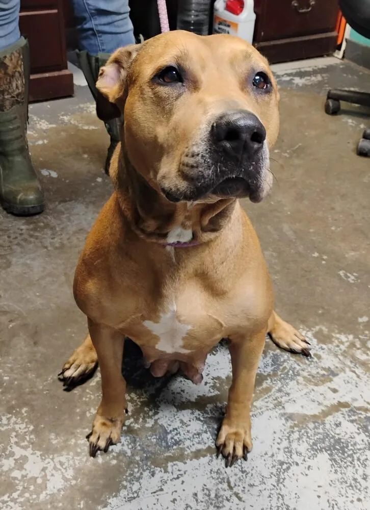 An adult large-sized female Red / Chestnut / Orange Pit Bull Terrier dog named Zora for adoption in New Lexington, OH