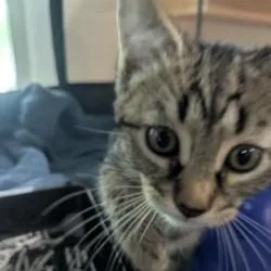 A baby medium-sized male Tabby (Brown / Chocolate) Domestic Short Hair cat named Chipper for adoption in Annapolis, MD