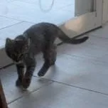 Chipper thumbnail 2