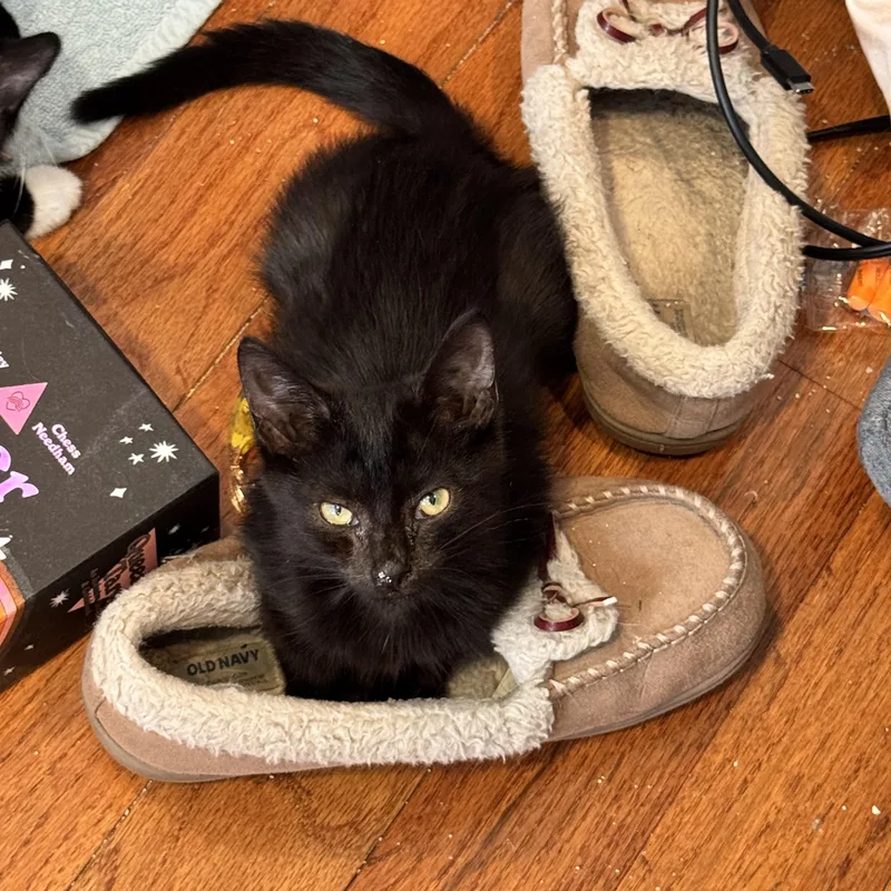 A baby medium-sized female Black Domestic Short Hair cat named Chickadee for adoption in Columbus, OH