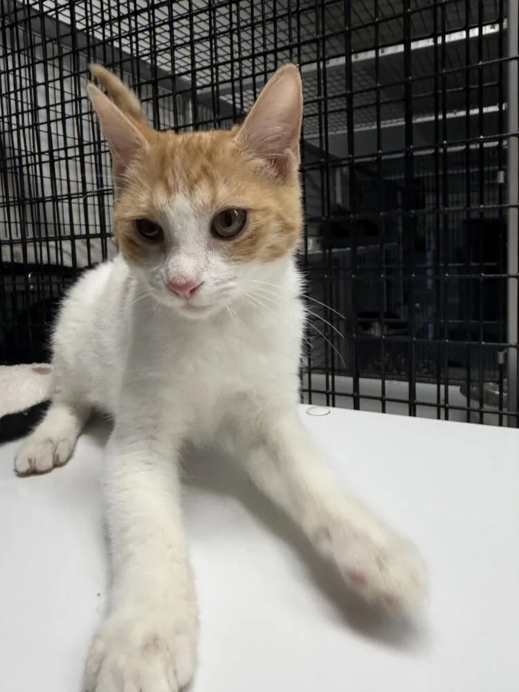 A young small-sized female Orange & White Domestic Short Hair cat named Flap Jack for adoption in Stockton, CA