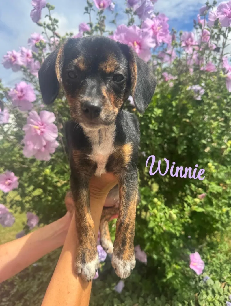 A baby small-sized female Tricolor (Brown, Black, & White) Beagle dog named Winnie for adoption in West Falls, NY