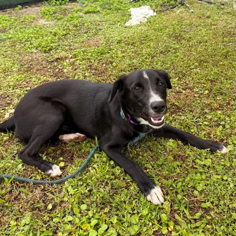 A young medium-sized female Black Mixed Breed dog named Astra for adoption in Naples, FL