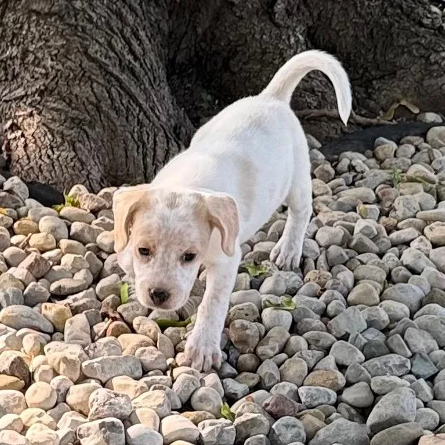 A baby small-sized female White / Cream Beagle dog named Maisley for adoption in Cincinnati, OH