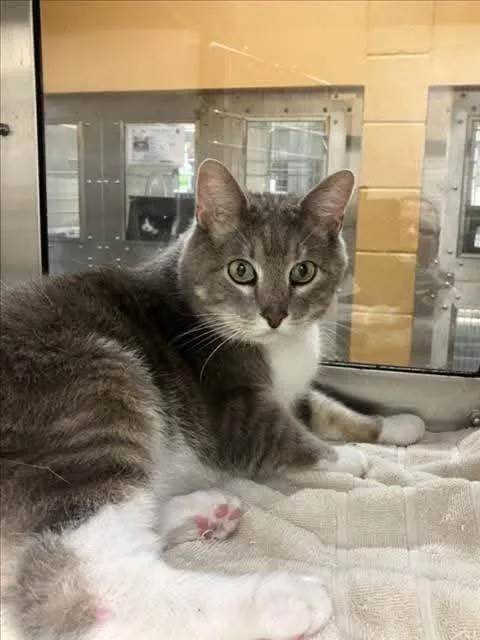 An adult large-sized male Domestic Short Hair cat named Sir Toasted Buscuit for adoption in Columbia, MO