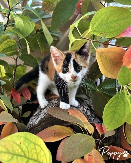A baby small-sized female Domestic Short Hair cat named Poppy for adoption in Morton Grove, IL