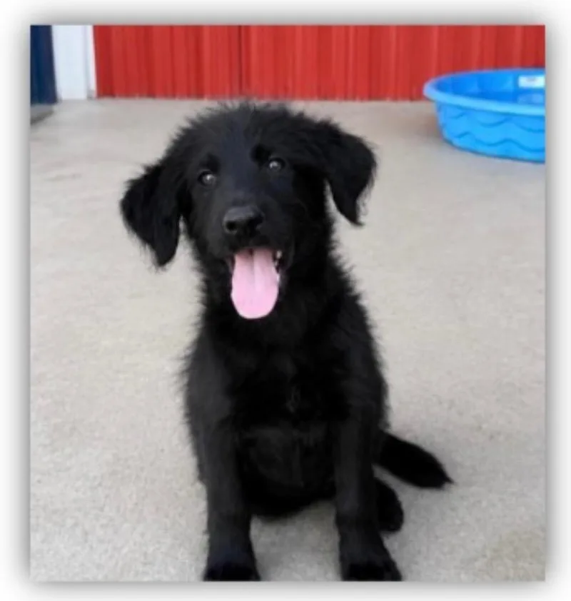 A baby medium-sized male Portuguese Water Dog dog named Lewis for adoption in Hudson, NY