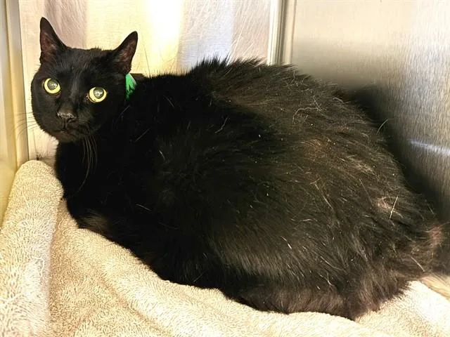 A senior medium-sized female Domestic Short Hair cat named Izzy for adoption in Colorado Springs, CO