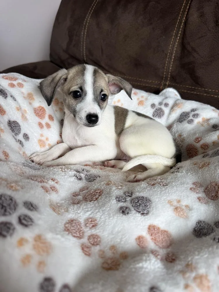 A baby small-sized male Chihuahua dog named Oakley for adoption in Greenlawn, NY