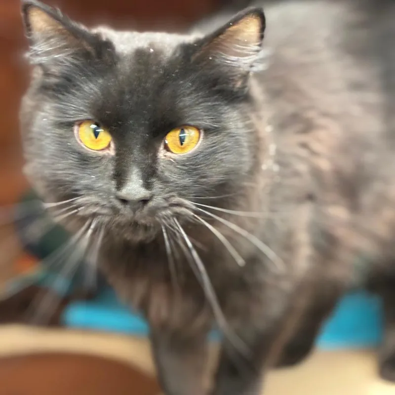 A young medium-sized female Black Domestic Medium Hair cat named Lisa for adoption in South Elgin, IL
