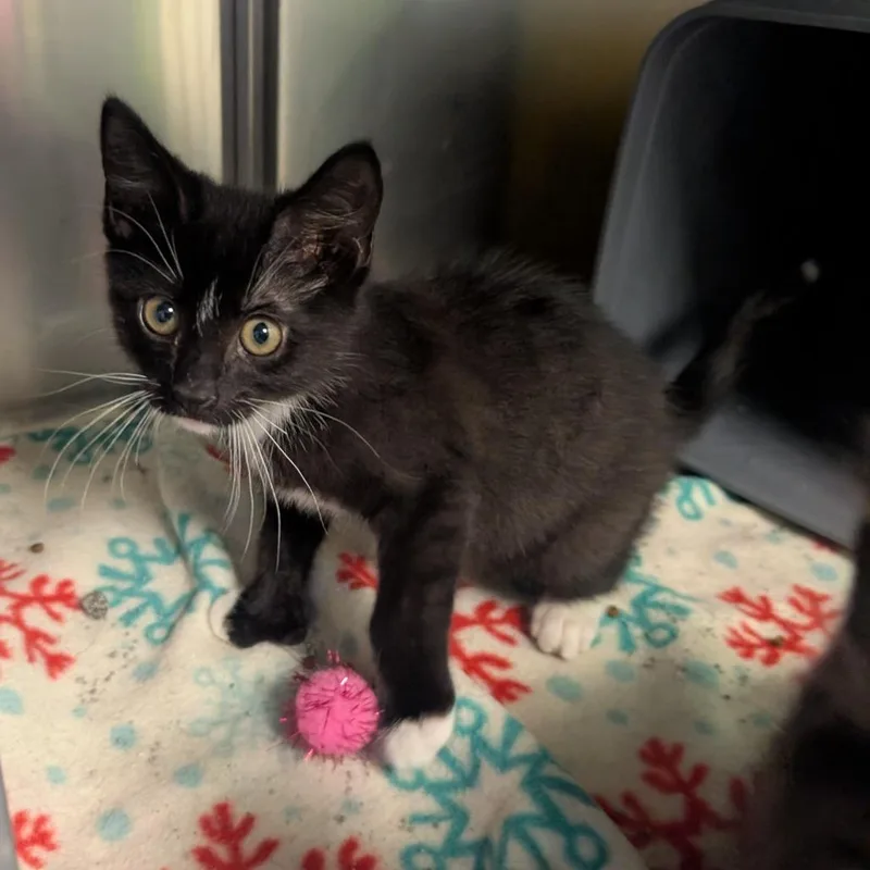A baby small-sized male Black Domestic Long Hair cat named Michelin for adoption in Emporia, KS