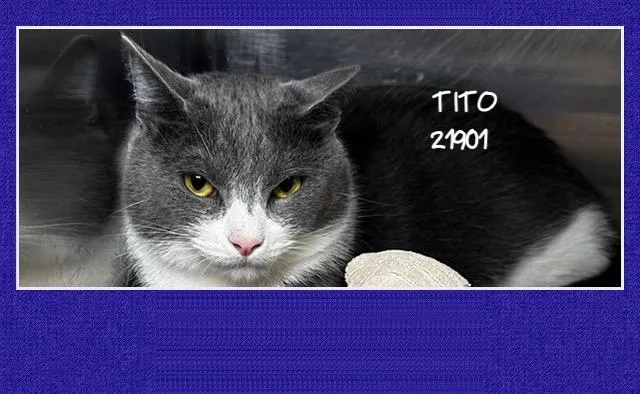 A young large-sized male Gray & White Domestic Short Hair cat named Tito for adoption in Marietta, GA