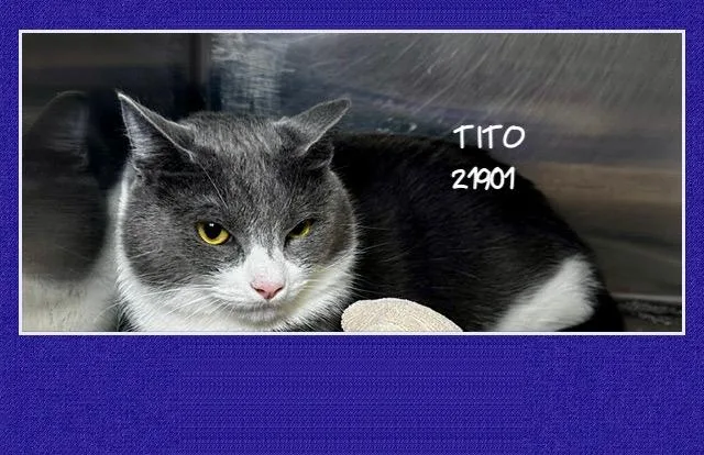 Tito thumbnail 2
