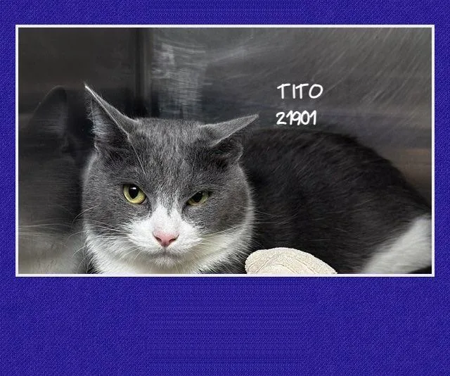 Tito thumbnail 3